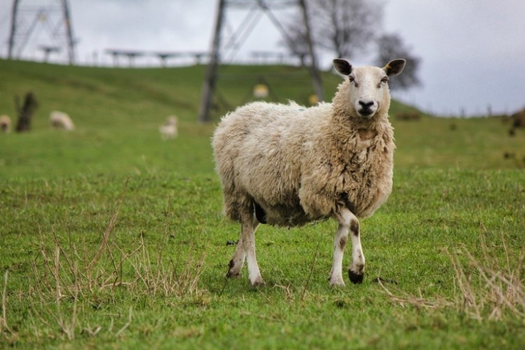 Slika /slike/Priopcenja/Foto_NOVO PRIOPĆENJA/Ovce/asderbgtrbhgfv (118).jpg